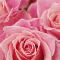 innternational-roses-gardening-show
